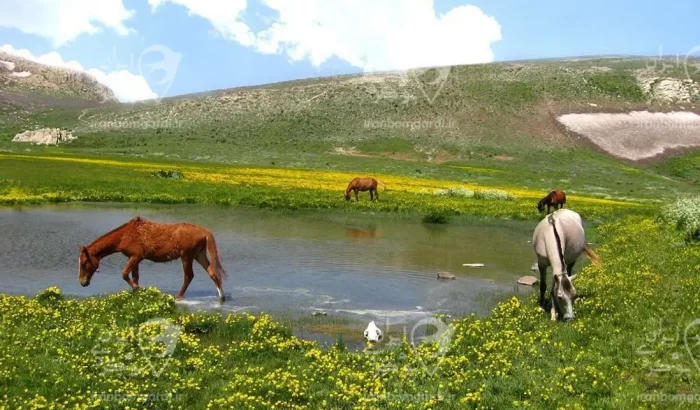 منطقه ییلاقی لپاسر در نزدیکی اقامتگاه جنت روستای جنت رودبار_3